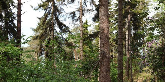 Bakanlıktan "Sürmene Çamburnu" Örtü Yangınına İlişkin Açıklama