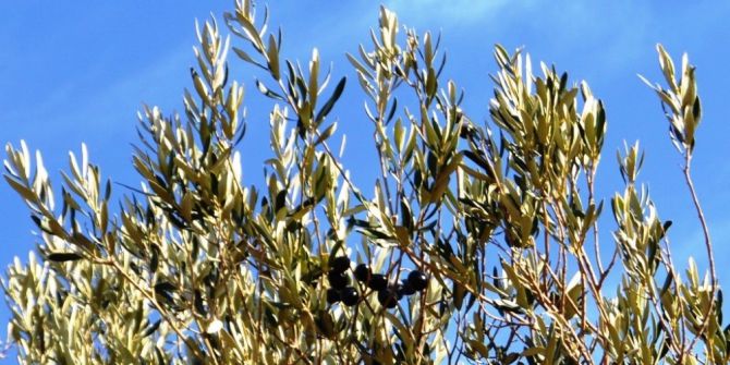 "Ege’nin Hazinesi" Çocuk Oyunu İle Zeytini Tanıtacaklar