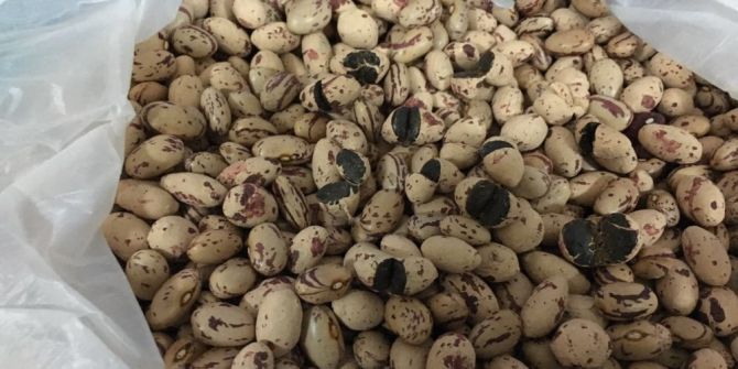 Türkiye’de İlk Defa Ele Geçirildi