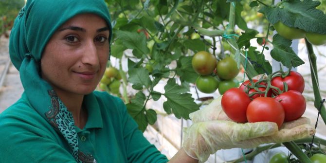 Ağrılılar Zam Şampiyonu Domatesi Ucuza Yiyor