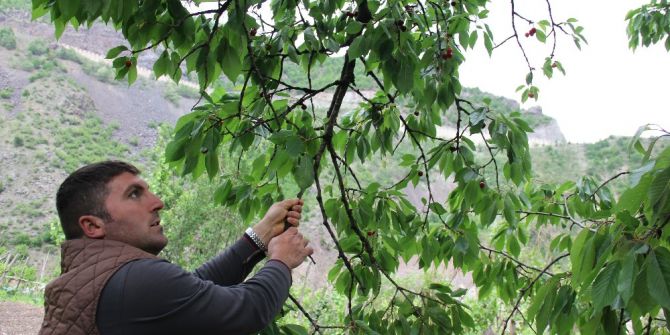 Artvin’de Kiraz Hasadı Başladı