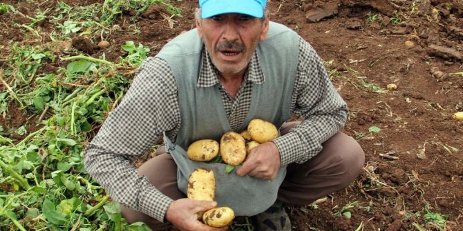2 Eş, 18 Çocuklu Adam Çocuklarını Doyurmak İçin Başak Topluyor