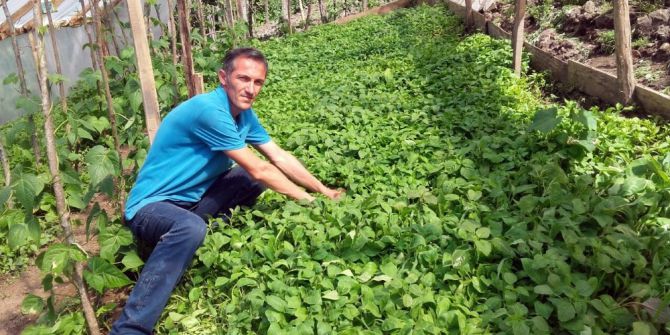 Kabadüz’de Fide Satışları Başladı