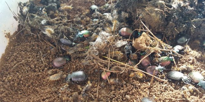 Terminatör Böcekler Ormanlarda