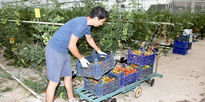 Domates Üreticileri Bu Yılki Fiyatlardan Memnun