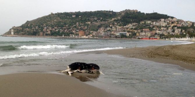 Alanya’da İnek Ölüsü Sahile Vurdu