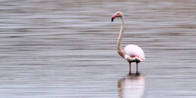 akkaya Barajı Flamingoları Ağırlıyor