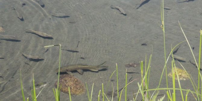 Kozluk’un ‘Balıklı Göl’ü İlgi Bekliyor