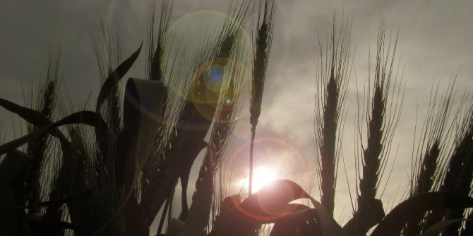 Yağışlar, Araban Ovası’na Bereket Getirdi