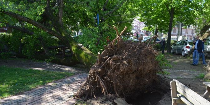 Fatsa’da Yarım Asırlık Çınar Rüzgara Dayanamadı