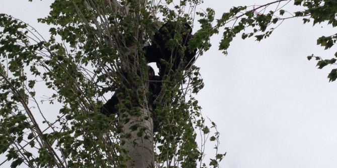 Kesmek İçin Çıktığı Ağaçta Mahsur Kaldı
