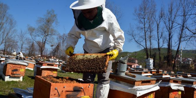 Ordulu Arıcılar ’Arı’ Gibi