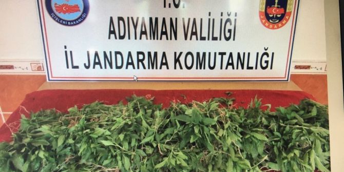 Saksıda Kenevir Bitkisi Ele Geçirildi