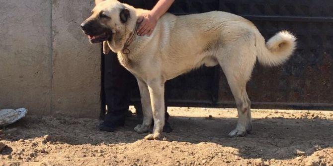 Burhaniye’de Çalınan Köpek Jandarmayı Alarma Geçirdi