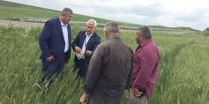 Çiftçilerin Beyaz Başak Endişesi