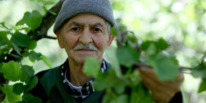 Giresun’da Dün Gece Etkili Olan Fırtına Fındık Bahçelerine Zarar Verdi