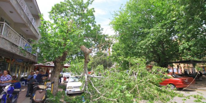 Rüzgara Dayanamayan Asırlık Çınarın Dalı Otomobilin Üzerine Düştü