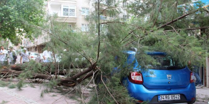 Kiraladıkları Aracın Üzerine Çam Ağacı Devrildi