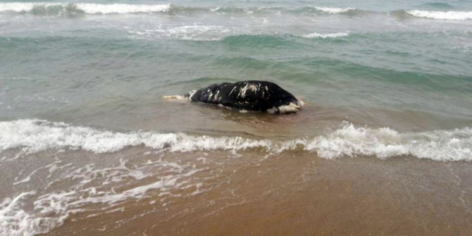 Side’de Sahiline Ölü İnek Vurdu