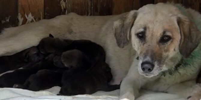 Yavru Kurtlara Anne Köpek Şefkati