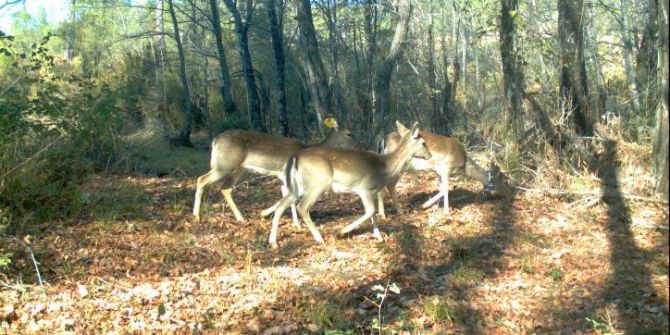 Aydın’da Alageyiklerin Yaşamı Takip Edilecek