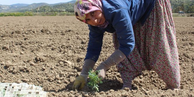 Domates Üreticisi Umut Dolu Bir Sezon Bekliyor
