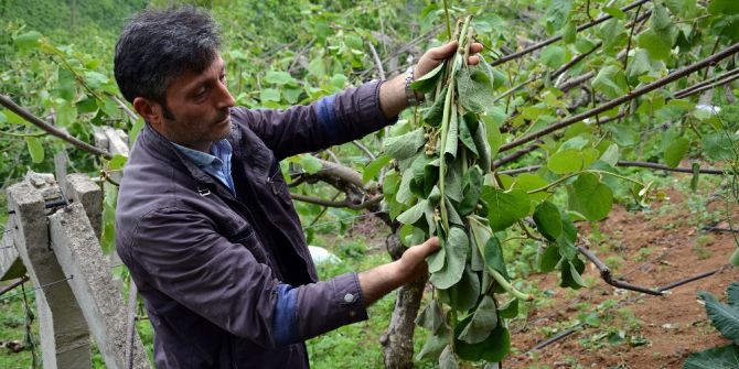 Şiddetli Rüzgar Kivi Bahçelerine Zarar Verdi