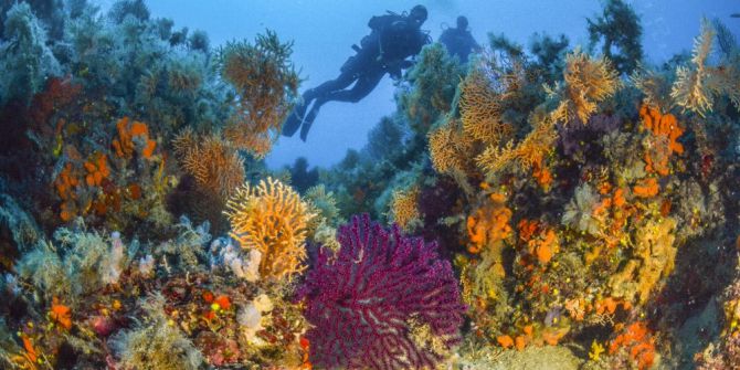 Su Altının Renkli Dünyası İle Tanışmak 120 Tl