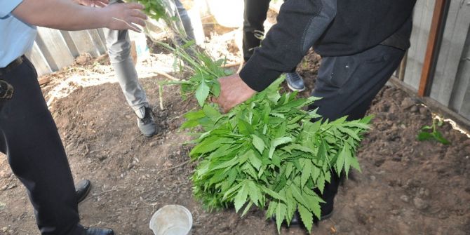 Çanakkale’de Hint Keneviri Operasyonu