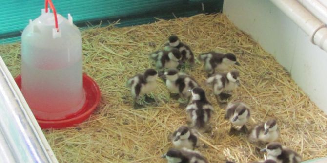 Yavru Angutlar Emin Ellere Teslim Edildi