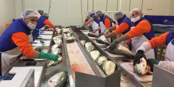 Trabzon’dan Japonya’ya Somon Balığı İhraç Edilecek