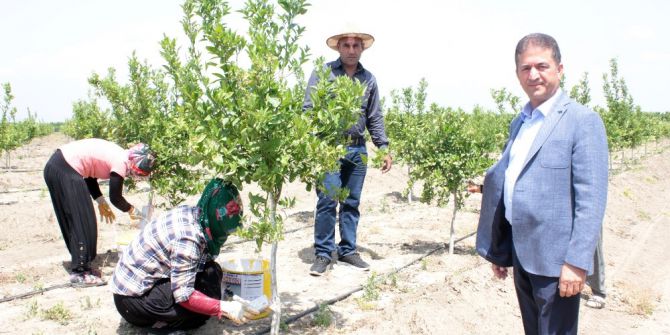 Meyve Fidanlarına "Beyaz" Koruma