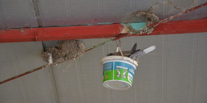 Yuvaları Yıkılan Kırlangıçlara Yoğurt Kabından Yuva