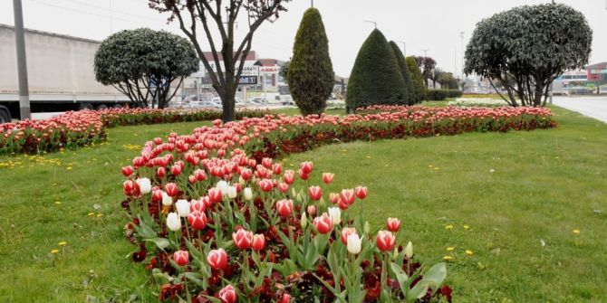 Düzce Belediyesi Ağaçlandırma İçin İhale Açılıyor