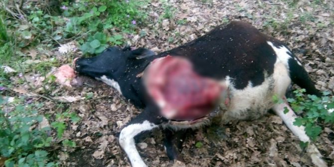 Kandıra’da Otlatmaya Çıkarılan Dana Parçalanmış Halde Bulundu