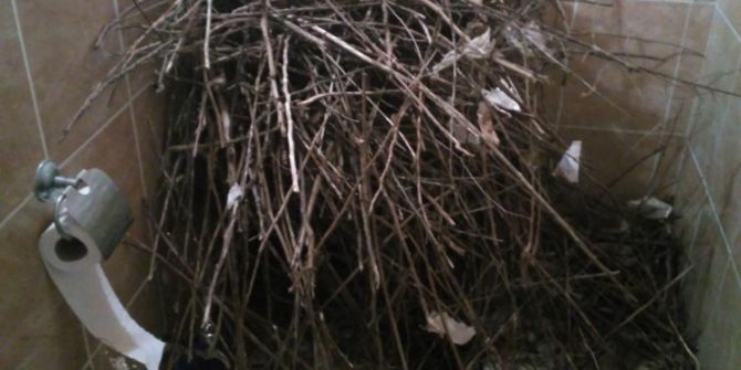 Kargaların Yuva Yaptığı Tuvaleti Kullanıma Kapattı