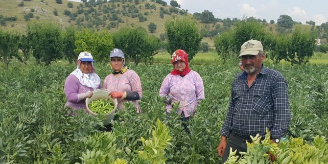 Emeklerinin Karşılığını Alamayan Üretici Baklayı Tarlada Bıraktı
