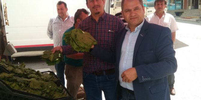 Hisarcık’ta Asma Yaprağına Talep Arttı