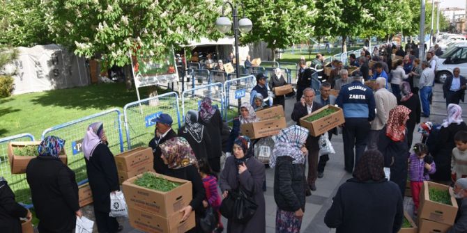 Domates Fiyatları Arttı, Vatandaşlar Belediyenin Dağıttığı Domates Fidelerine Akın Etti