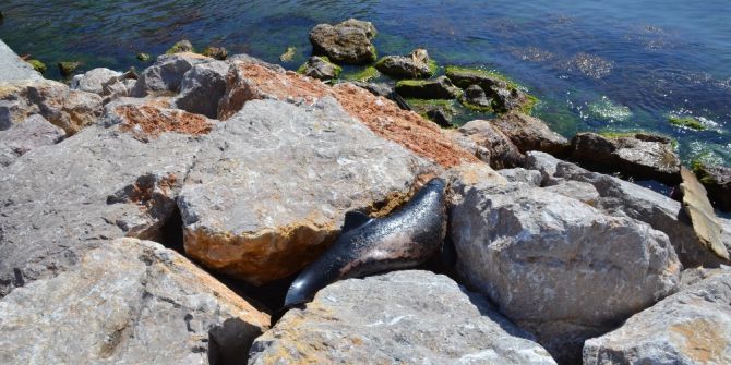 Sinop’ta Yunuslar Sahile Vurdu