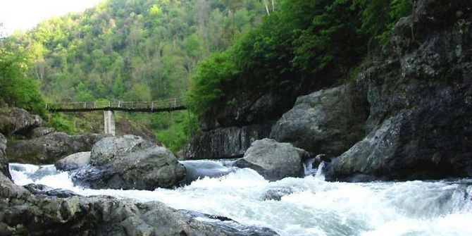 Ordu’nun Derelerinde "Japon Sazanı" Tehlikesi
