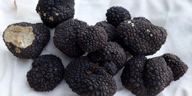 Kastamonu’da Trüf Mantarı Ormanı İçin Çalışmalar Başlatıldı