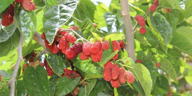 Urmu Dut Rengini Almaya Başladı