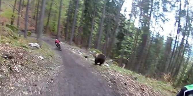 Bisikletçiler Ayıdan Kıl Payı Kurtuldu