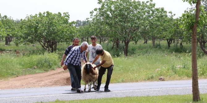 Tören Alanında Kaçan Kurbanlık Koyun Zor Anlar Yaşattı