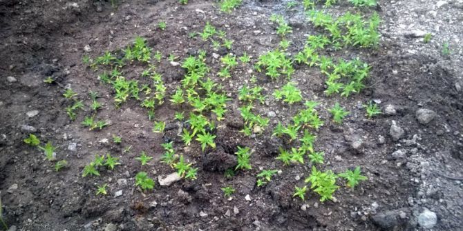 268 Kök Kenevir Ekti, Jandarmaya Yakalandı