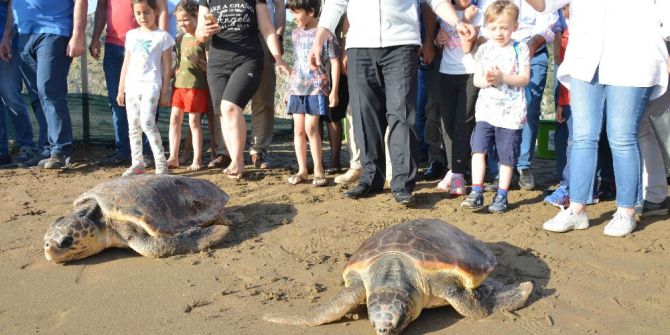 Tedavileri Tamamlanan Caretta Carettalar Denizle Buluştu