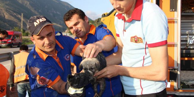Amasya’da Menfeze Düşen Yavru Köpeği Ekipler Kurtardı