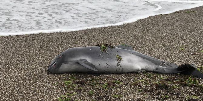 Sahile Ölü Yunus Balığı Vurdu