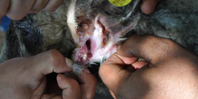 Koyunun Kulağında İkinci Bir Ağız Olduğu Ortaya Çıktı